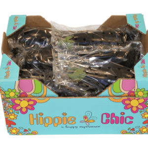 Berenjenas Hippie Chic 40x30x20.5