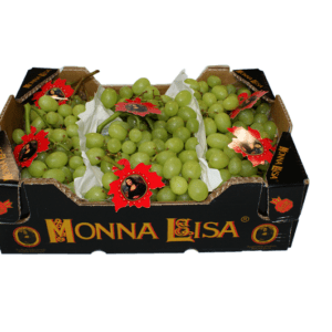 Uvas Thomson Monna Lisa 40x30x12